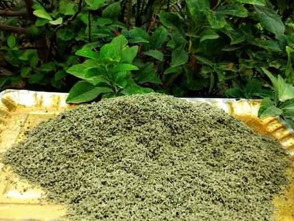 تصویر 4 از قیمت خرید پونه کوهی تازه + فروش ویژه